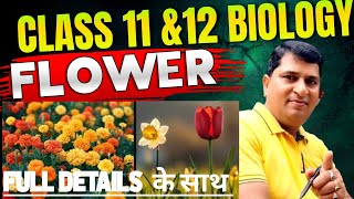 class 11 biology angiosperms  flower angiosperms class 11 victory vita [upl. by Conner]