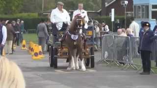 London Harness Horse Parade 2014 [upl. by Mchail361]