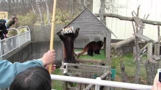 Standing Red Panda at Feeding time [upl. by Ilrebmyk861]