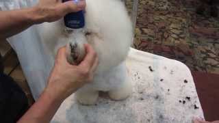 dog grooming  bichon eyes [upl. by Marasco]