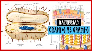 ✅Microbiología  Bacterias GRAM POSITIVAS vs GRAM NEGATIVAS Clasificación según tinción de Gram✅ [upl. by Aleda]