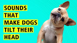 10 Sounds That Make Dogs Tilt Their Head ♥️♥️♥️ [upl. by Htebaile]