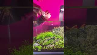 Would you Dare To Try this with your Betta Fish [upl. by Donelu990]