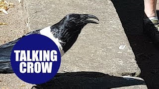 Crow which bizarrely asks bypassers You alright love  in Yorkshire accent [upl. by Salas]