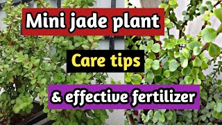 How to grow and care portulacaria aframini jadeelephant bush plant care tips [upl. by Millman4]