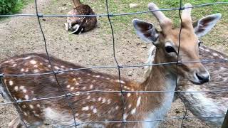 Wildpark Brudergrund in Erbach Odenwald Video 2 [upl. by Sana]