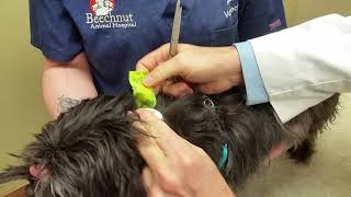 Removal of Freestyle Libre Glucose Sensor in Dogs [upl. by Ennasirk]