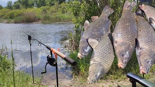 Супер СНАСТЬ косить САЗАНА Рибалка на Дніпрі Ловля дикого САЗАНА [upl. by Dlanor]