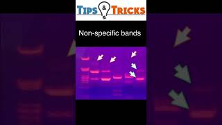 Gel electrophoresis  Non specific bands [upl. by Honoria780]