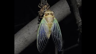 Grand Western Flood Plains Cicada Megatibicen cultiformis [upl. by Dorian]