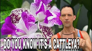 How to Identify Cattleya Orchids  A Comprehensive Guide [upl. by Godart]