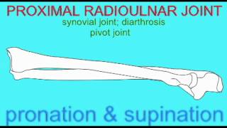 AP1 SKELETAL SYSTEM RADIOULNAR JOINT [upl. by Nagiam]