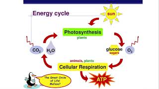 AP Biology Unit 35 Photosynthesis [upl. by Acsecnarf799]