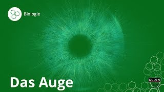 Das Auge So funktioniert Sehen – Biologie  Duden Learnattack [upl. by Beryle217]