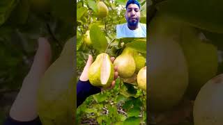 fruit challange butiful likeshare subscribe [upl. by Meade]