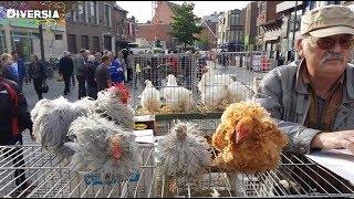 DIERENMARKT MOL BELGIË  LARGE ANIMAL MARKET IN BELGIUM [upl. by Corina]