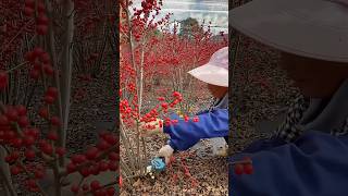 Harvesting winterberry process farming [upl. by Ylekalb]