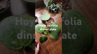 Hoya Latifolia Snow Queen VS Hoya Latifolia Dinner Plate hoya houseplants [upl. by Rosenzweig230]