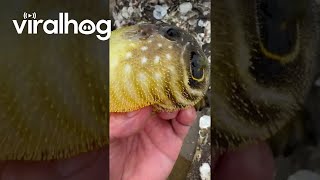 Puffer Fish Inflating in Hand  ViralHog [upl. by Nyrad]