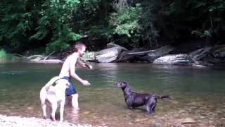 AMAZING SWIM WITH LABRADOR RETRIEVERS [upl. by Ecinej120]