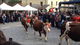 Transumanza di Settimo Vittone capre pecore cavalli asini mucche tori La Desnalpà [upl. by Asiil]