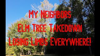 Cutting Down My Neighbors Dead Elm Tree [upl. by Thorne]