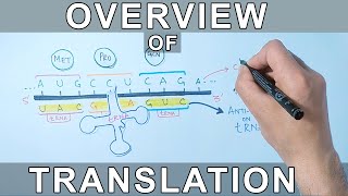 Overview of Translation  Protein Synthesis [upl. by Grewitz]