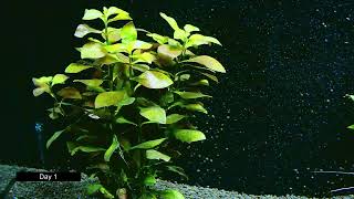 Ludwigia Repens Growth Timelapse 20 Days [upl. by Philbert]