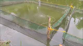 Water Circulation For The Duckweed Nets [upl. by Stratton526]