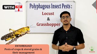 Polyphagous Insect Pests  Locust amp Grasshopper ENTO 311 [upl. by Lammond152]