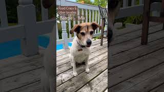 Beagle crazy for food but smart amp Uber lovable dogshorts dogtraining dogsitter [upl. by Rekrap421]