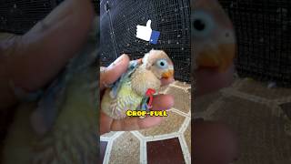 Hand feeding a weak baby birdHow to hand feeding hungry baby lovebird shortvideo shortsfeed [upl. by Ezaria]