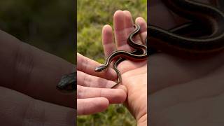 Catching a Garter Snake [upl. by Ariew958]