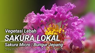 Bunga Pakan Lebah Klanceng  Vegetasi Lebah Sakura Lokal [upl. by Yaresed]