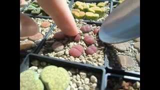 Transplanting Lithops in pumice substrate [upl. by Terena]