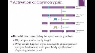 042Activation of Chymotrypsin [upl. by Stretch]