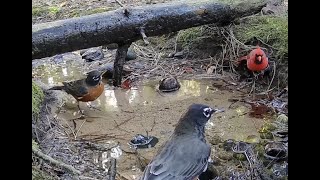 The Bird Perch Live  Stream Edition 102424 [upl. by Vastha]