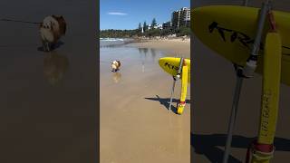 Day trip to Coolum Beach australia puppy qld beautiful cutedog 🐶 [upl. by Arten]