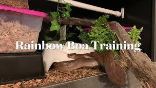 Training Rainbow Boas Training Tuesday 22 December 2020 [upl. by Aerb645]