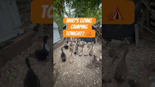 Flock of Ducks Get Ready to Go Camping ⛺️ duckfarming ducks farming duckfarm howtofarm [upl. by Teferi]