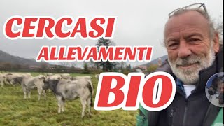 CERCASI ALLEVAMENTI BOVINI RAZZA PIEMONTESE CERTIFICATI BIO X INFO DEGIO 3296730110 [upl. by Enelyk]