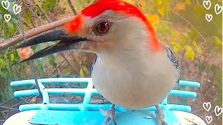 Red Bellied Woodpecker Returns with a Spotted Sidekick [upl. by Anahsat300]