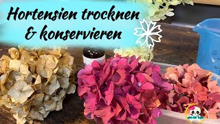 HORTENSIEN TROCKNEN amp KONSERVIEREN  Drei Versionen wie ich meine Hortensien trockne [upl. by Eirbua]