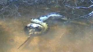 Anaconda vs Caiman [upl. by Cahan]