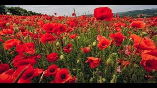 In Flanders Fields [upl. by Argyle]