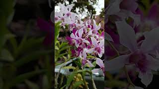 Sang legendaris Albertine fsfr anggrek flowers orchid nature garden plants dendrobium hias [upl. by Napier]