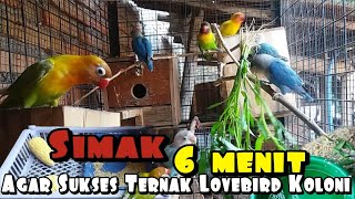 Ternak Lovebird Koloni  Work  Sudah Banyak Yang Buktikan [upl. by Eem]