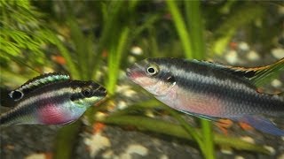 Kribensis Cichlid Pelvicachromis pulcher Breeding [upl. by Ahsratal415]