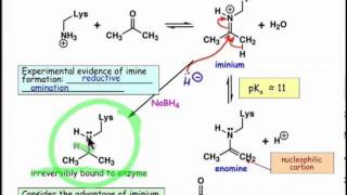 2103 Nucleophilic Catalysis in Enzymes [upl. by Tootsie458]