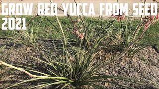 Grow Red Yucca From Seed 2021 [upl. by Traver449]